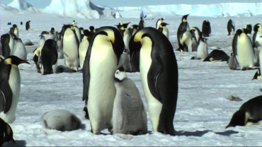 Animals of the Ice: Emperor Penguins