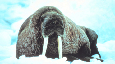Animals of the Ice: Walruses