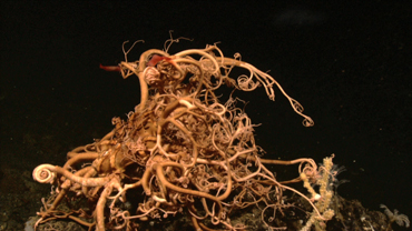 CREATURES OF THE DEEP: BASKET STAR (Part 2)