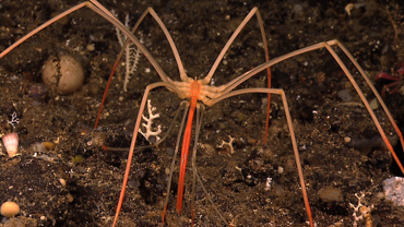 Creatures of the Deep: Sea Spider