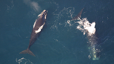 Endangered Ocean: North Atlantic Right Whales