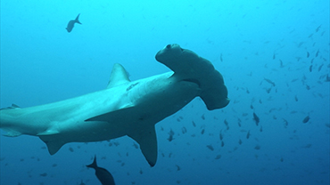 Endangered Ocean: Sharks