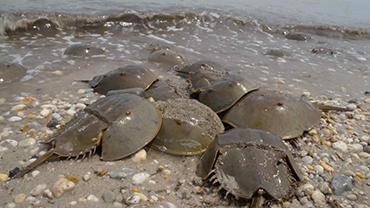 Horseshoe Crab Spawning - A Field Report