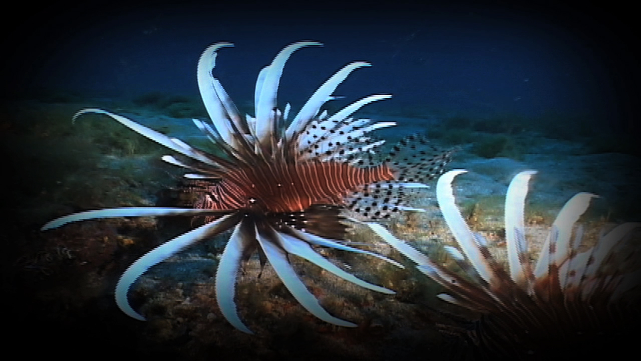 lionfish smimming near a coral reef