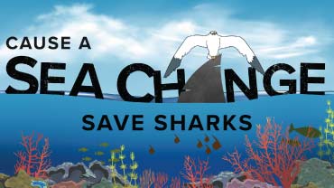 Save Sharks