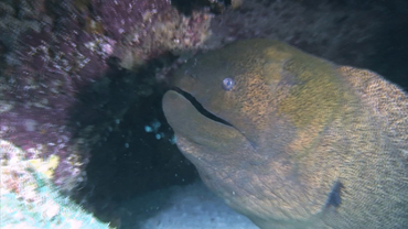 Weird Animals: Giant Moray Eel