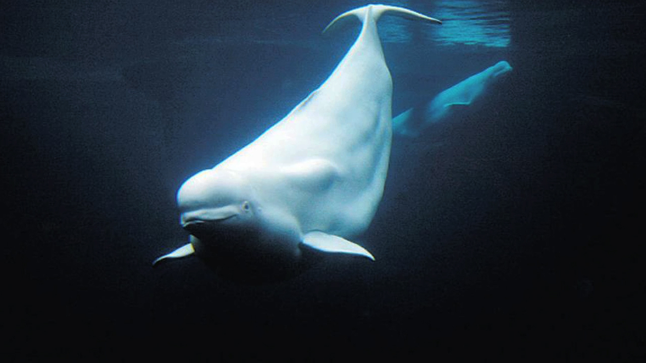 antarctic animals whales