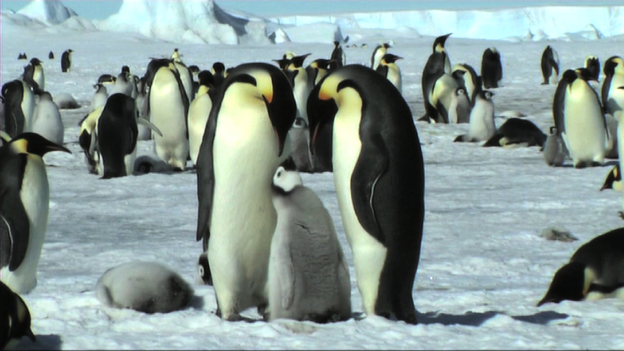 Animals of the Ice: Emperor Penguins | Ocean Today