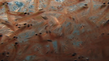 Animals of the Ice: Antarctic Krill
