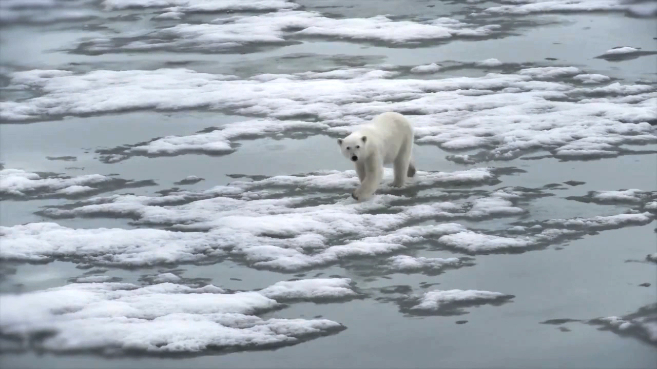 Animals of the Ice: Polar Bears | Ocean Today