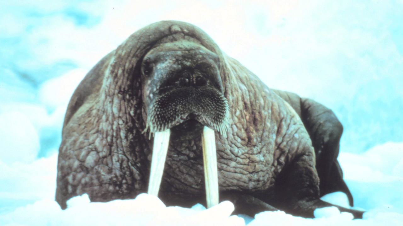 Animals of the Ice: Walruses | Ocean Today