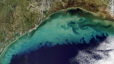 Dead Zone in the Gulf of Mexico