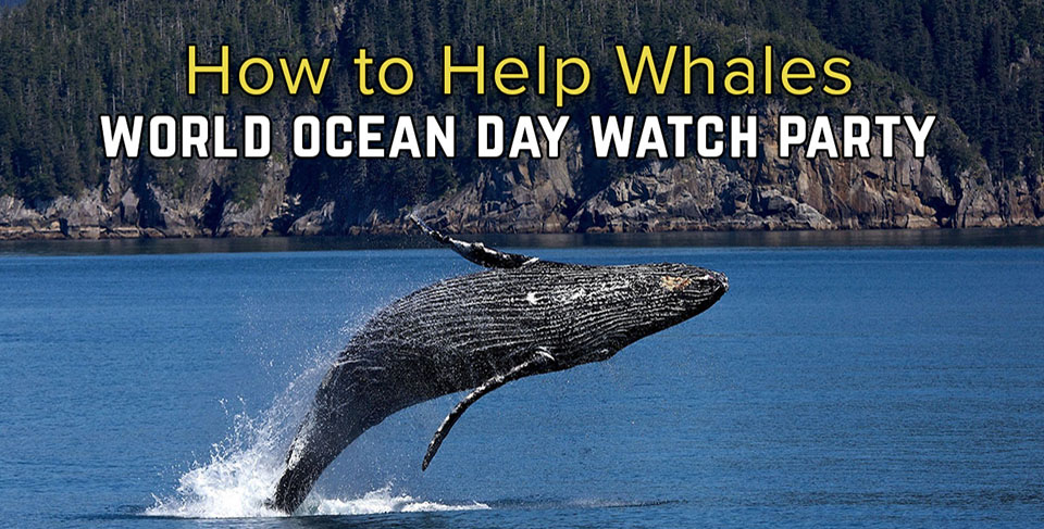How to Help Whales - World Ocean Day Watch Party