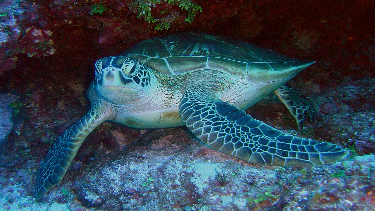 endangered sea turtles