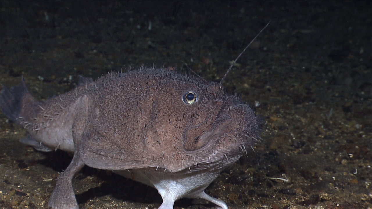 Creatures of the Deep: Anglerfish (Part 3), Every Full Moon