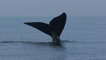 Endangered Ocean- The Right Whale
