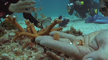 Restoring Coral Reefs