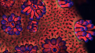 THE SCIENCE OF SUPER CORALS