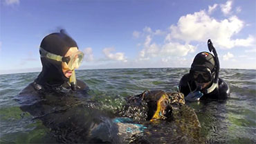 Sea Turtle Rescue Un-cut Footage (Bonus 2)