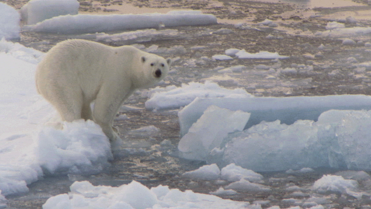 Melting Ice: Impacts on Animals and People (Part 4) | Every Full Moon |  Ocean Today
