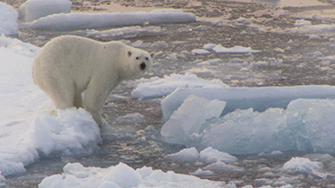 MELTING ICE: IMPACTS ON ANIMALS AND PEOPLE (PART 4)
