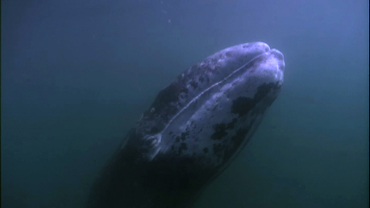 The Gray Whale