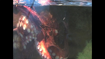 How to Feed a Giant Octopus
