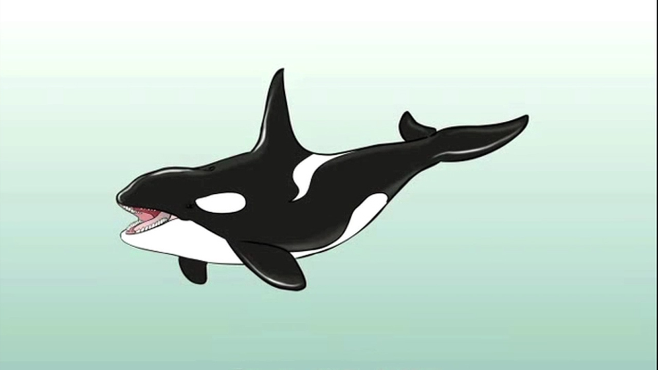 killer whale eyes diagram