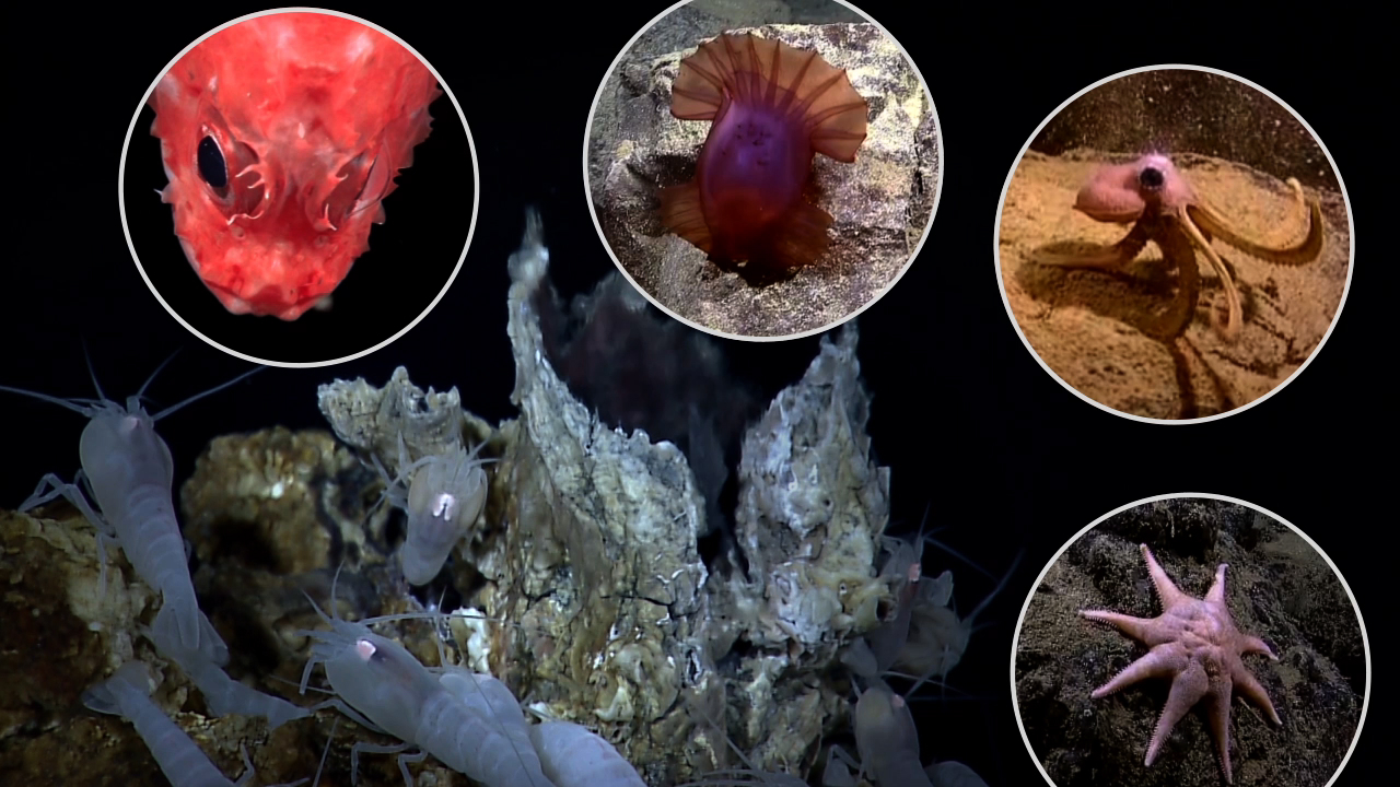 hydrothermal vents creatures