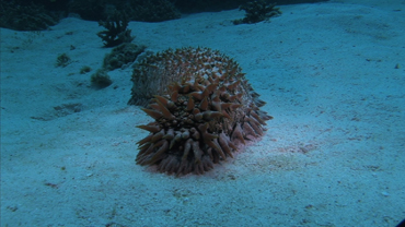 Weird Animals: Sea Cucumber